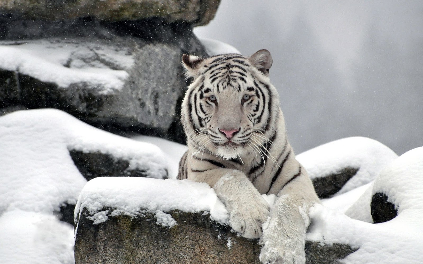 Beautiful 1080p HD Tiger Wallpaper Amp Image