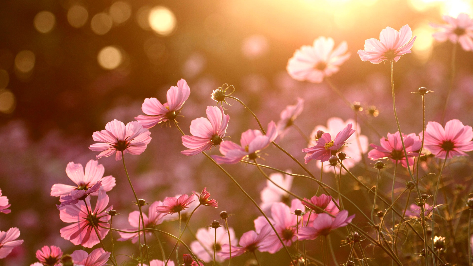 Colorful Nature Sunlight Plants Flowers Wallpaper HD