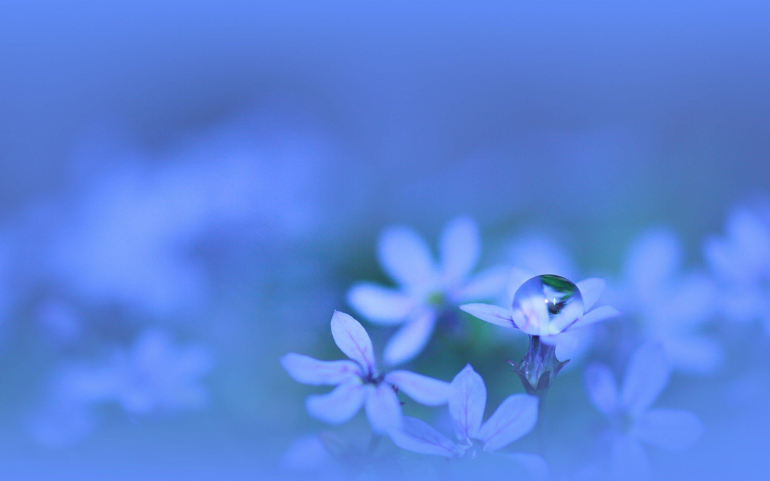 Flower With Water Drops Wallpaper Blue Water Drops on Flowers 2560x1600
