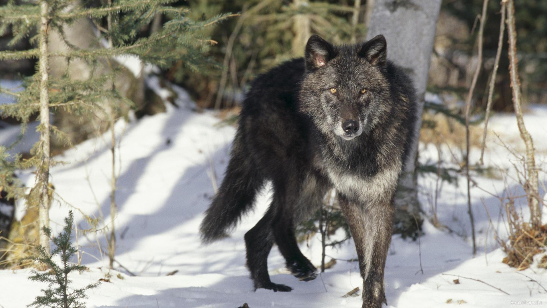 Desktop Black Timber Wolf Image