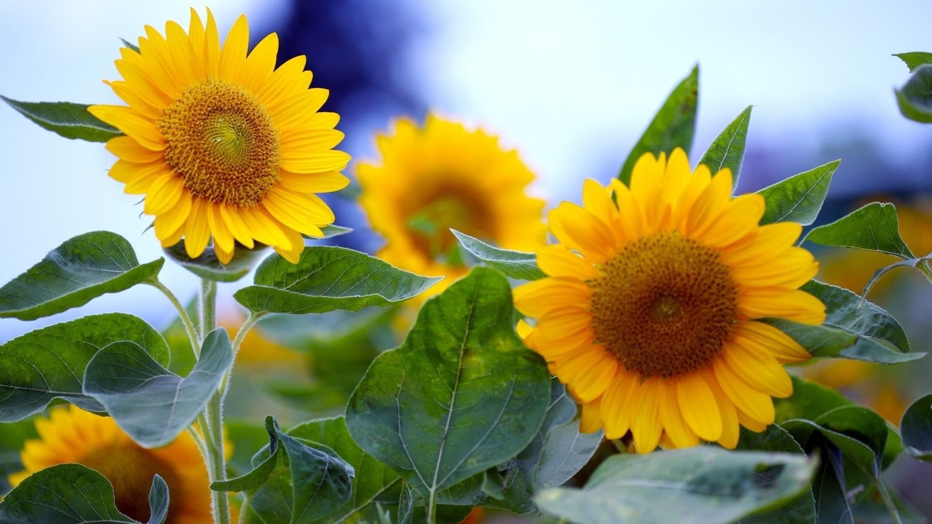 Summer Sunflower In Full Bloom Wallpaper Desktop