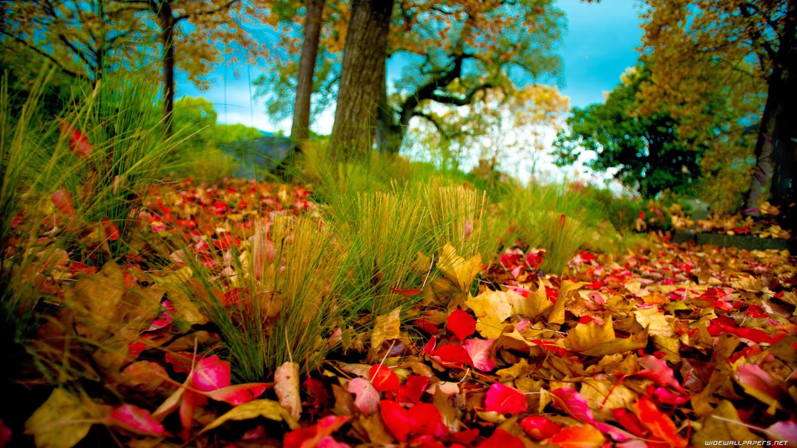 HD Wallpaper 1080p Nature Autumn Nice Pics Gallery