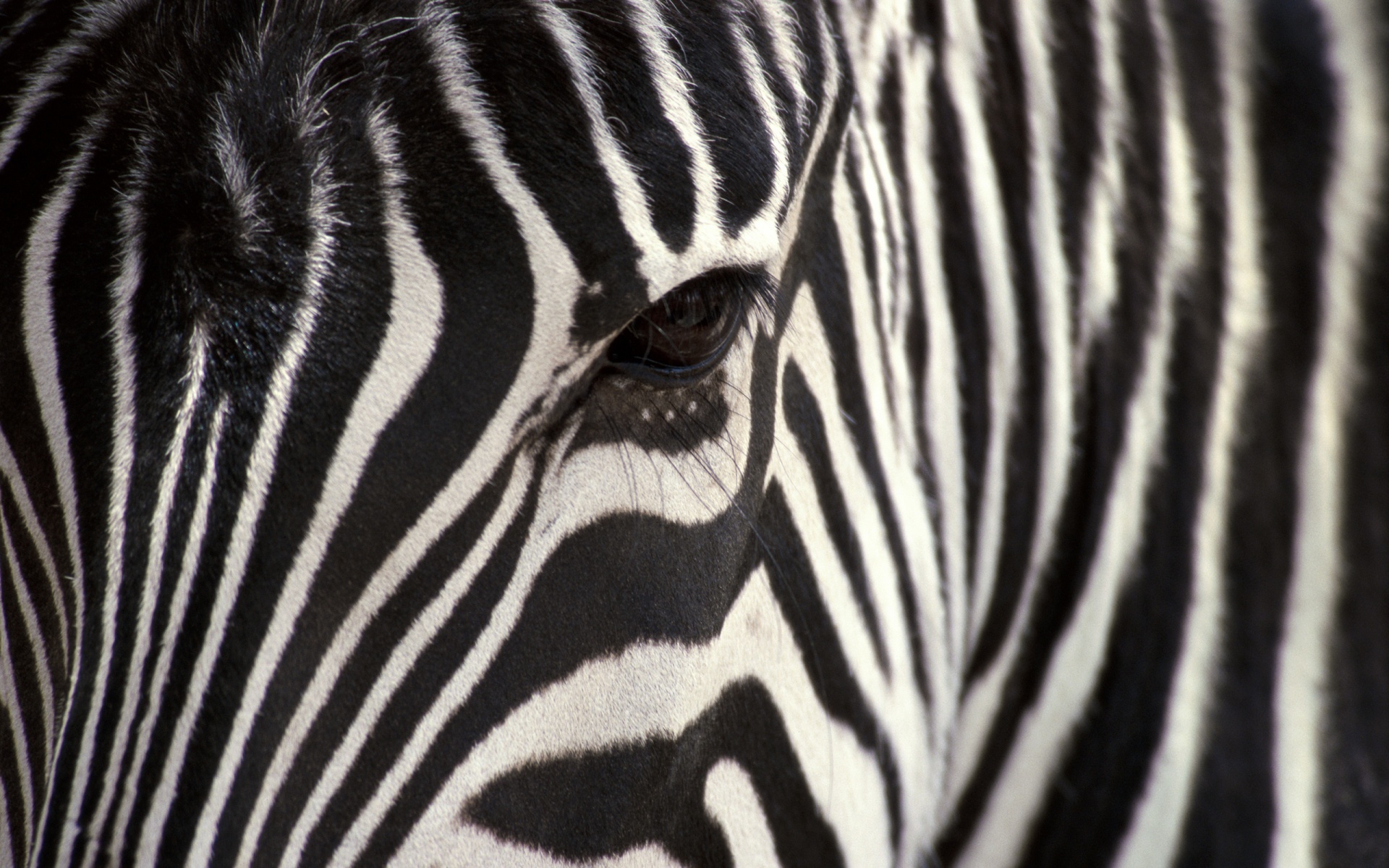 Zebra Widescreen Wallpaper Animal Print Desktop Able Printable