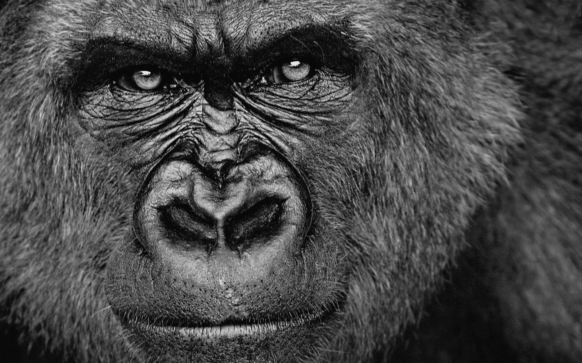 Gorilla HD Wallpaper Background Image
