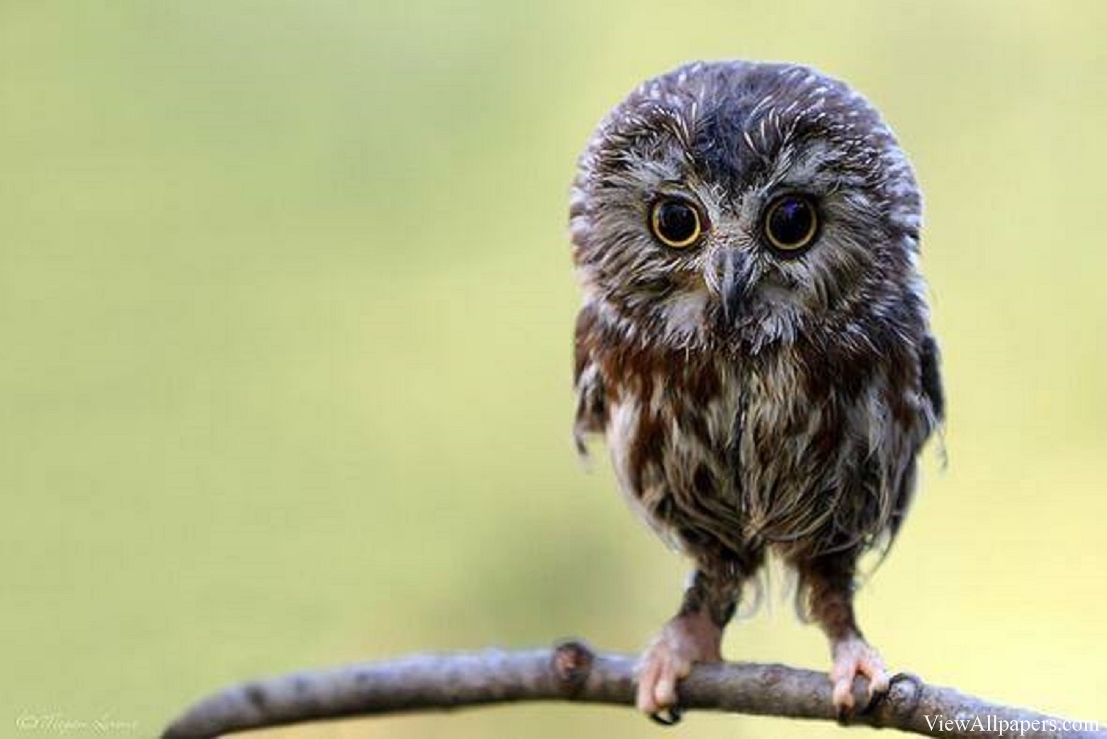 Pla Baby Owl High Resolution Animal