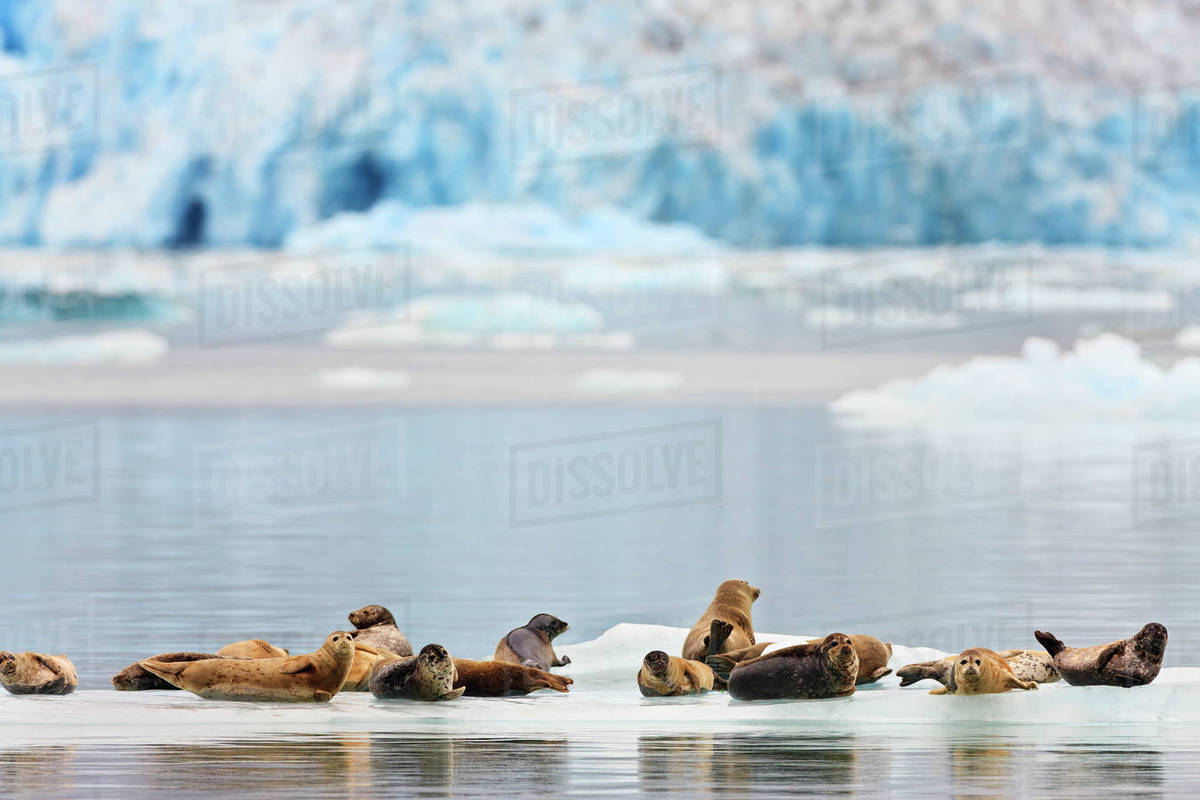 🔥 Free Download Harbor Seals Phoca Vitulina Rest On An Iceberg With