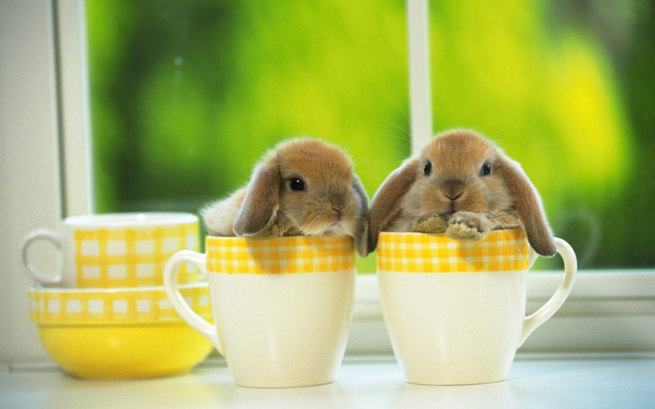 Baby Rabbit Wallpapers  Top Free Baby Rabbit Backgrounds  WallpaperAccess