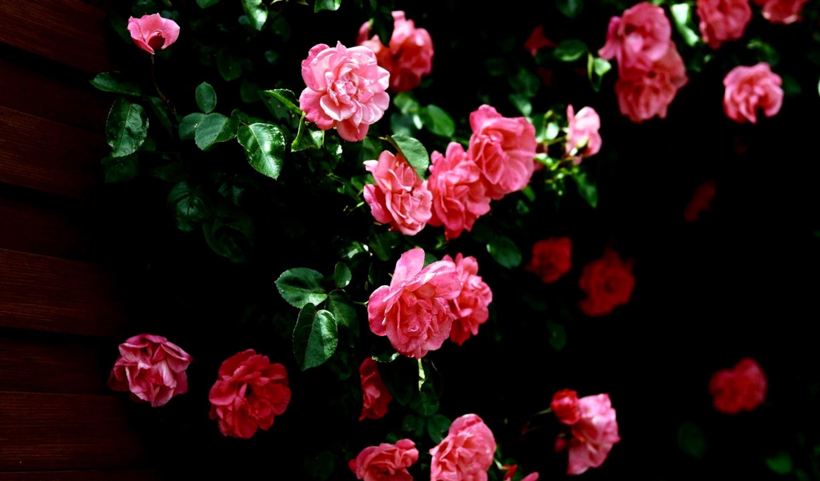Rose Flowers Desktop Wallpaper The Last