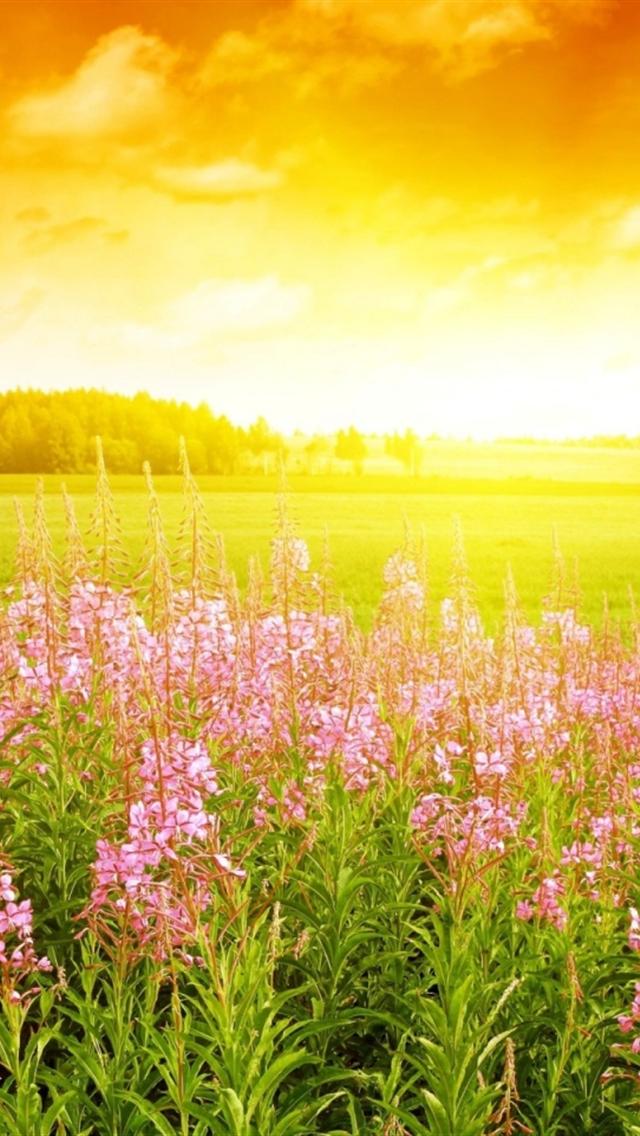 Summer Day Background For iPhone
