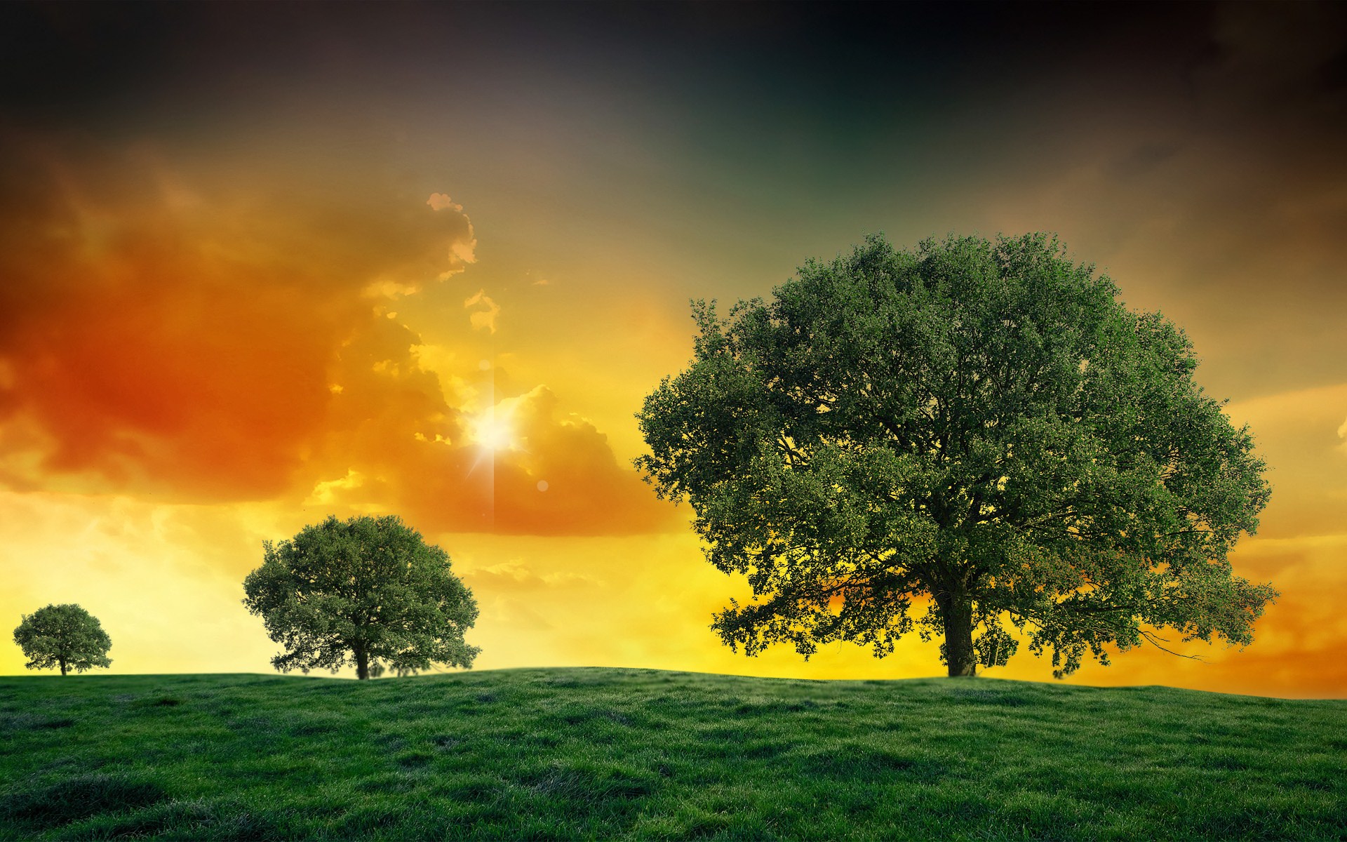 Nature Tree HD Wallpaper