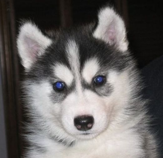 Black White Alaskan Husky Puppy With Pretty Dark Blue Eyes Png