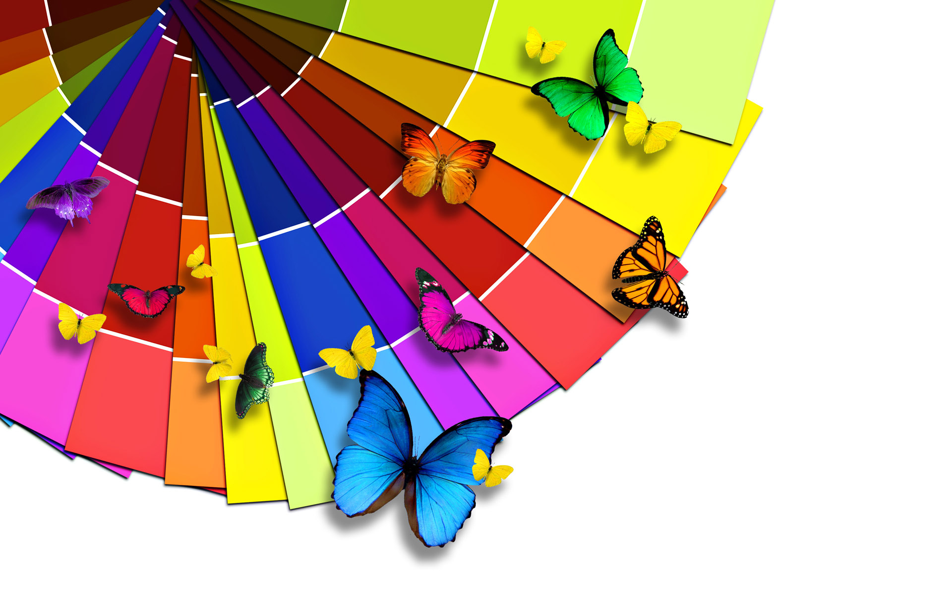 Colorful Butterflies Wallpaper HD