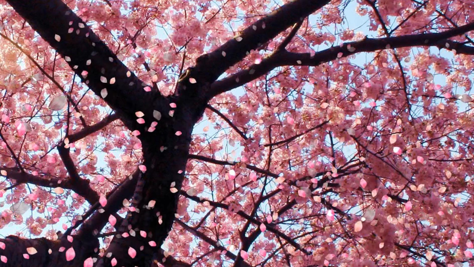 Cherry Blossom Wallpaper Desktop Wallpaper WallpaperLepi