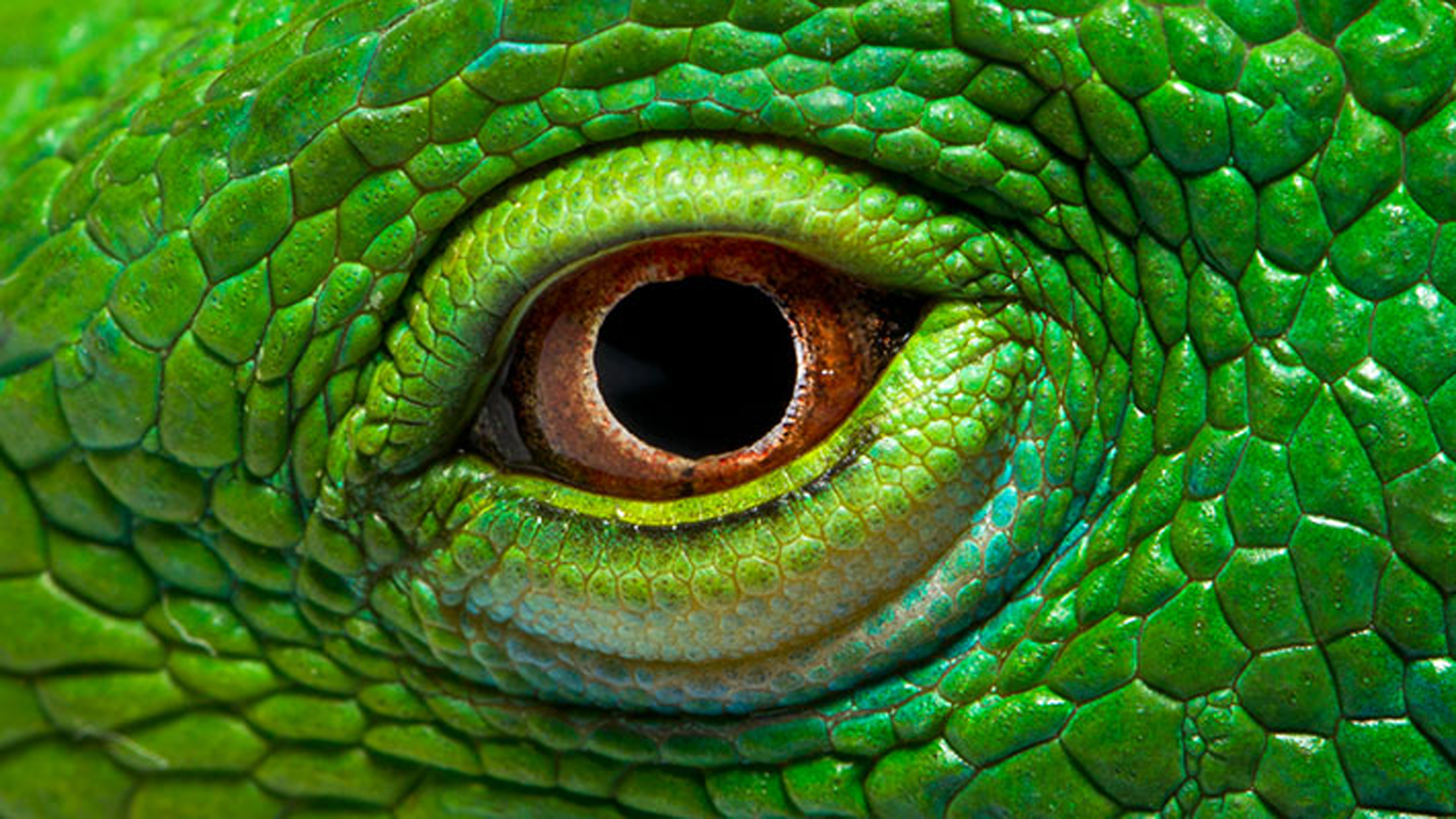 Eye The Green Iguana Wallpaper HD Wallpaper13