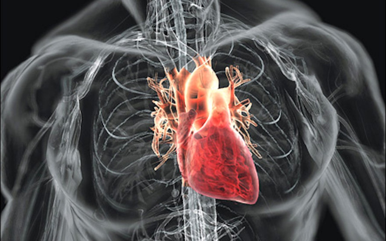 Anatomy Hearts Wallpaper 1280x800 Anatomy Hearts Body