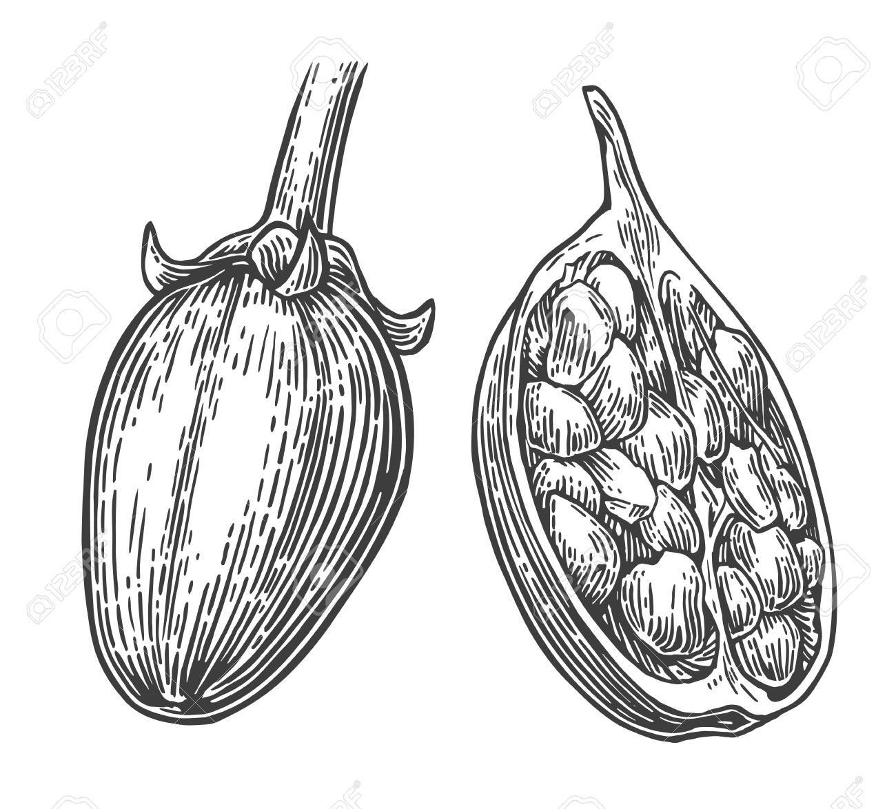 Baobab Fruit And Seeds Vector Vintage Engraved Illustration