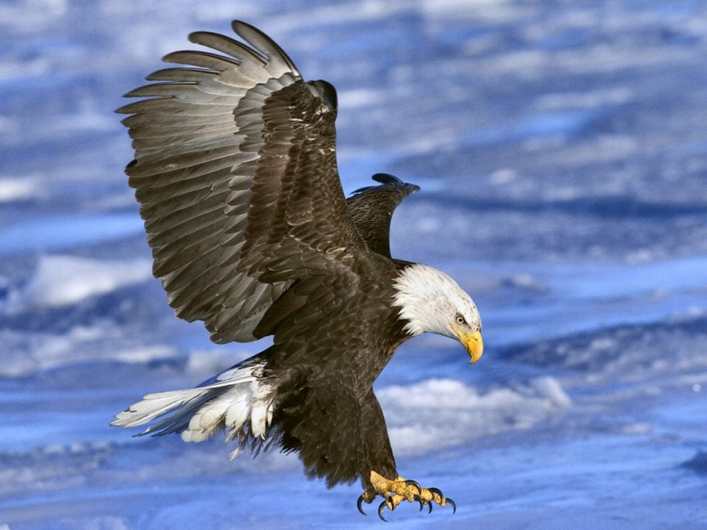 Eagle Wallpaper HD Pictures Live Hq