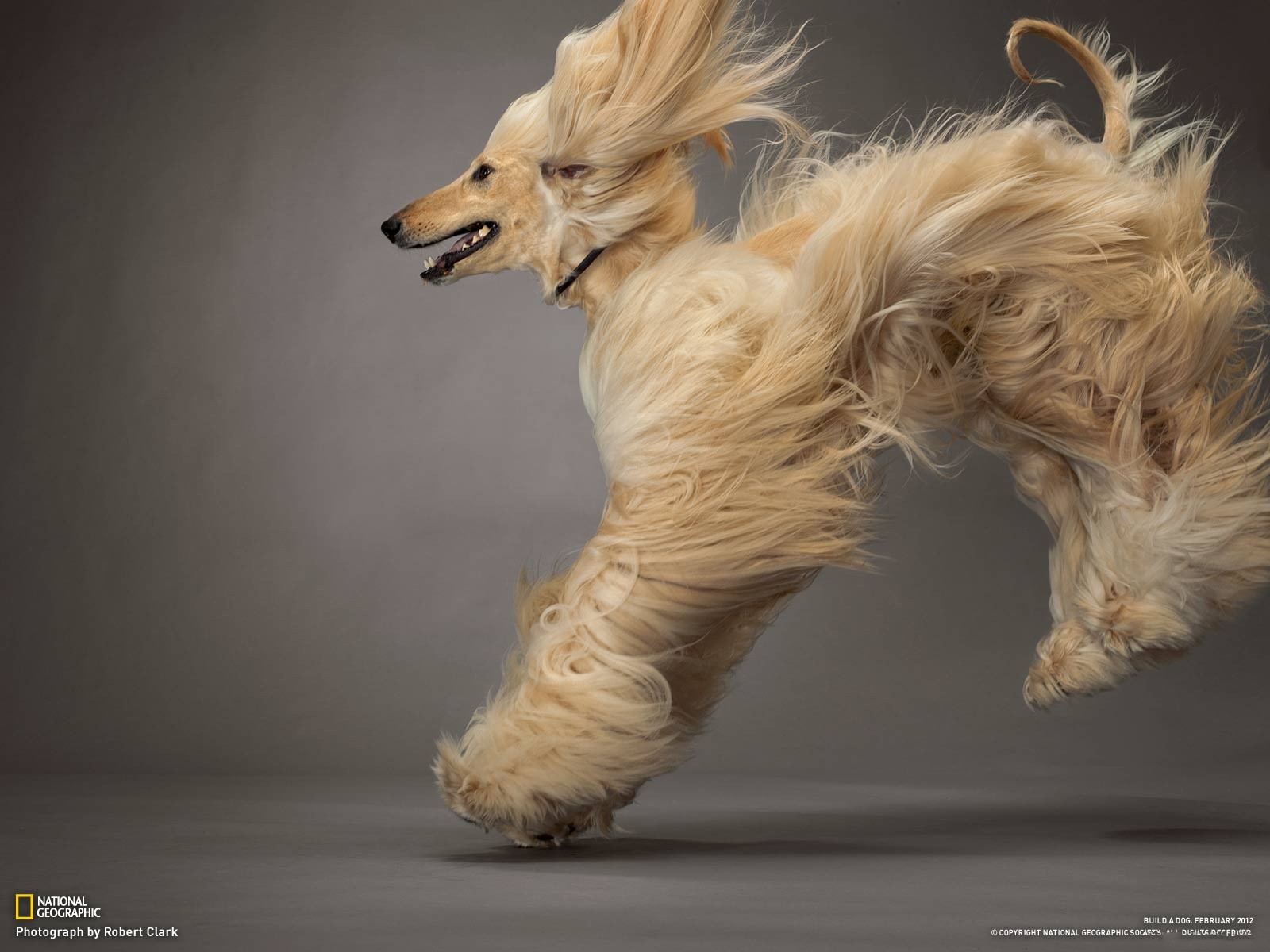 Afghan Hound Wallpaper And Background Image Id
