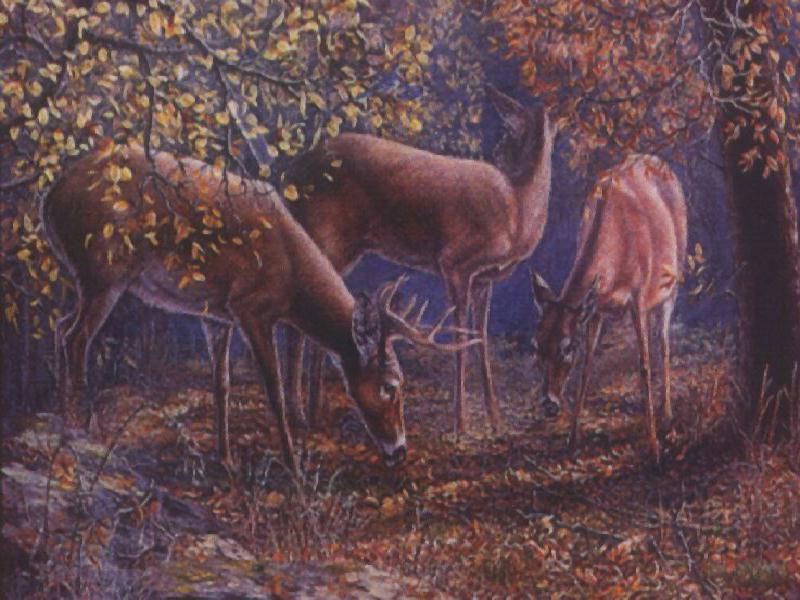 Hunter Everything You Want To Know About The Whitetail Deer