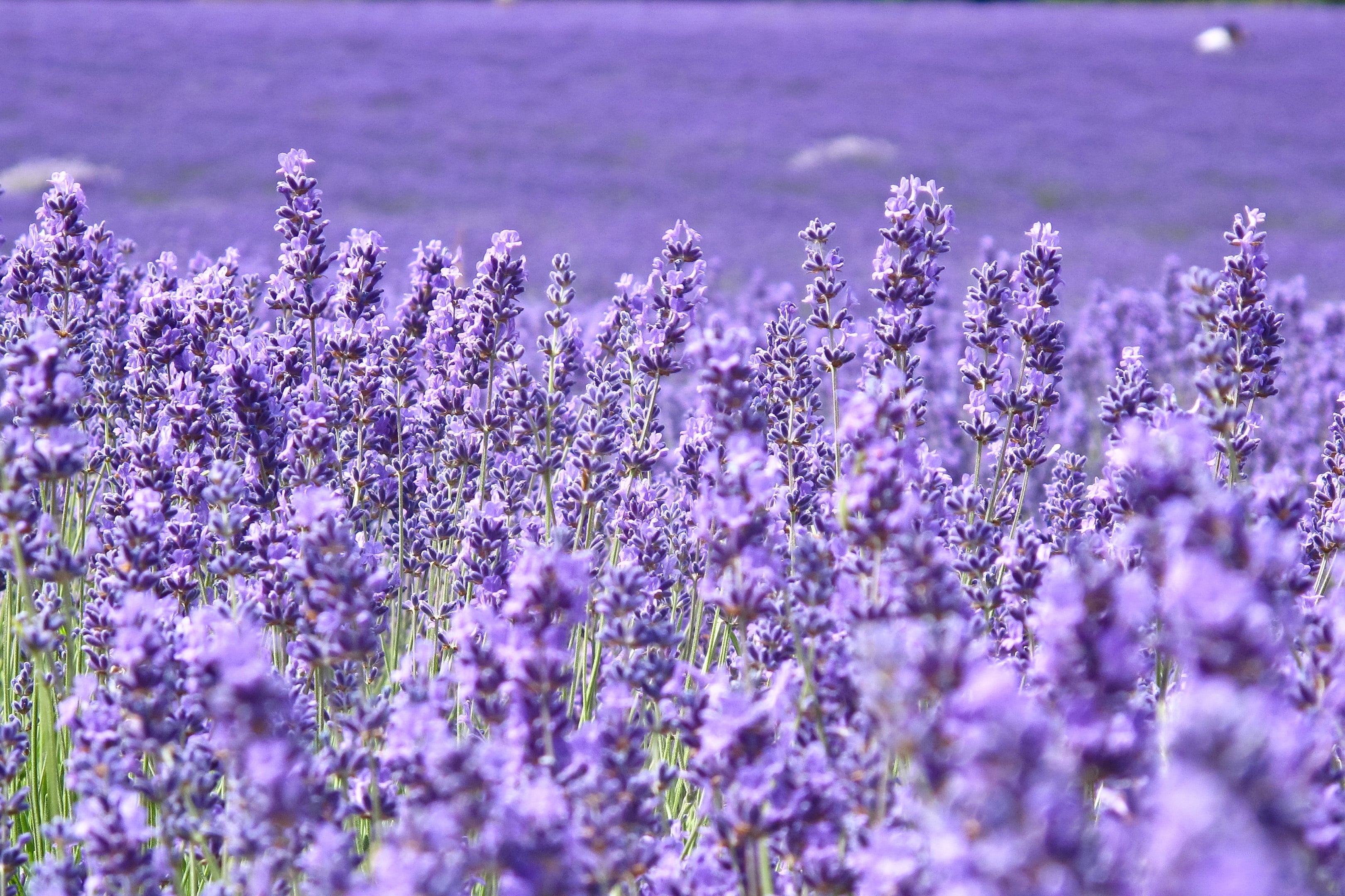 HD Lavender Flower Background Wallpaper