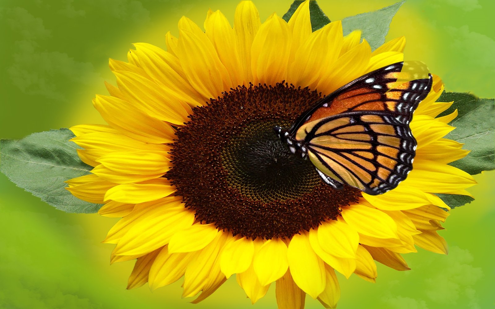 Butterfly Flower Sunflower Wallpaper