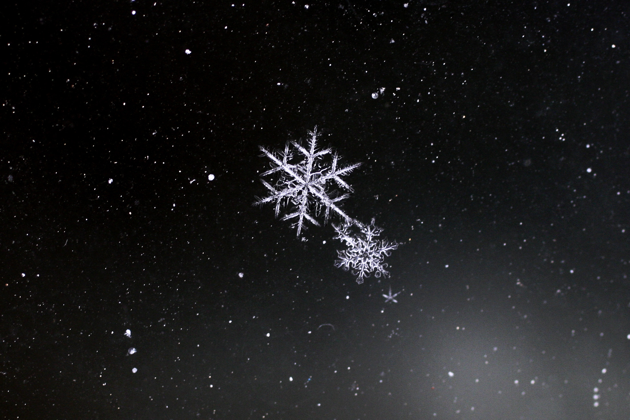 Vector Seamless A Background With Snowflakes In Black And White