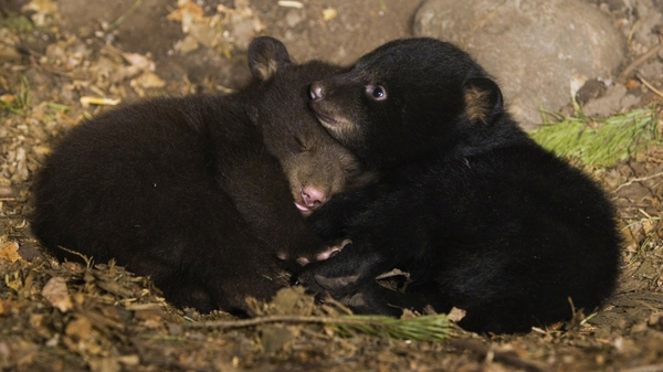 black bear cubs wallpaper