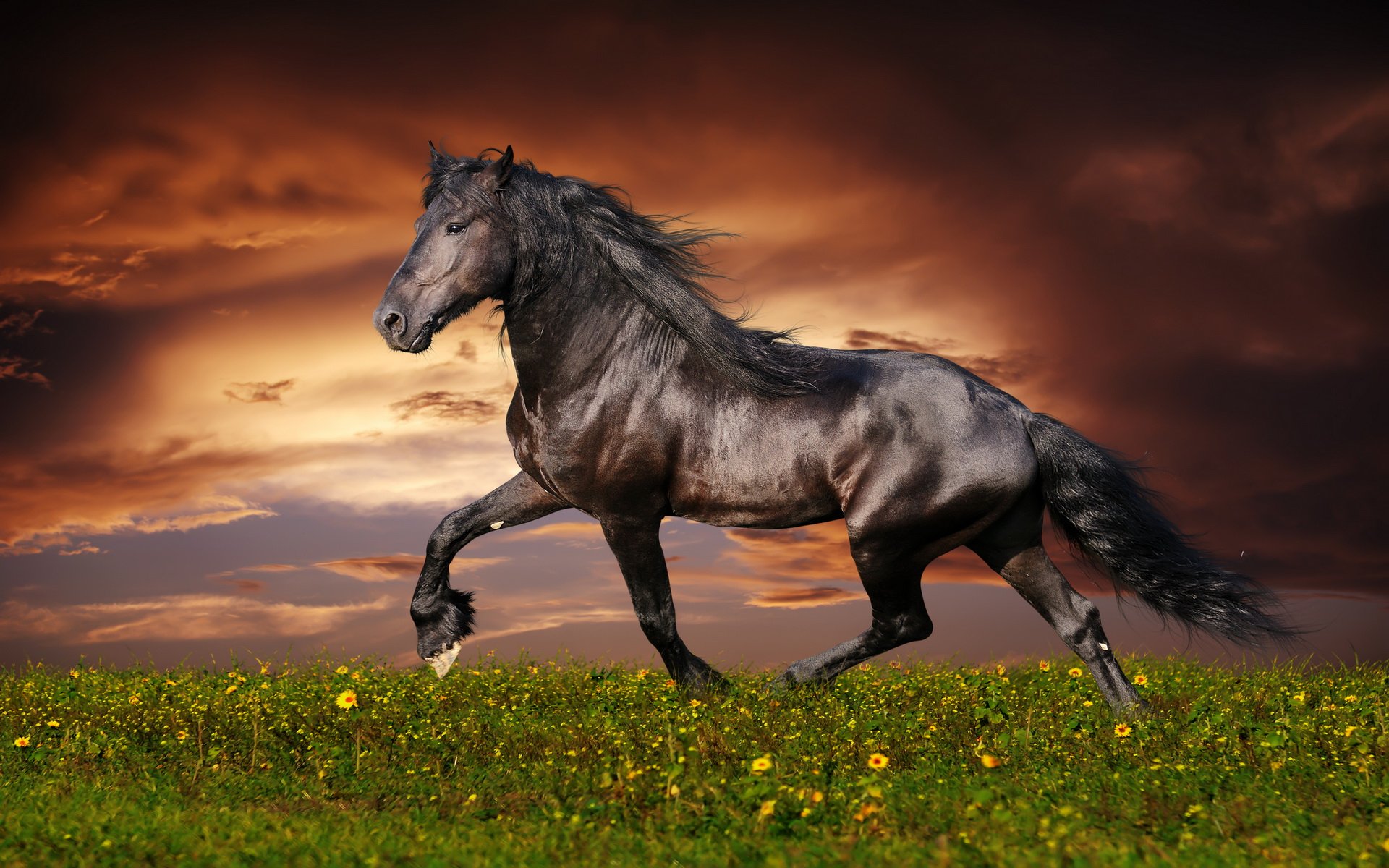 A majestic black horse gallops through a field of wildflowers at sunset