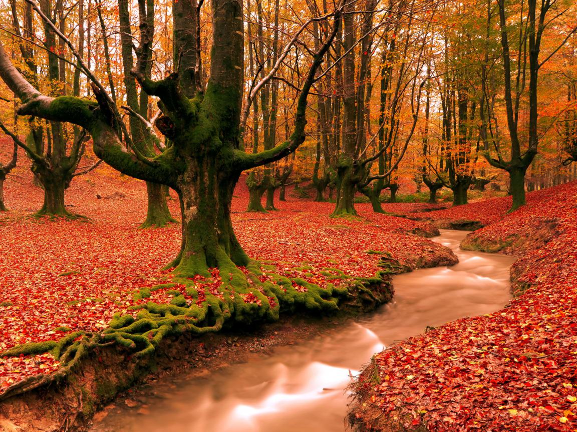 Tags Autumn Forest Leaves Wallpaper Cool
