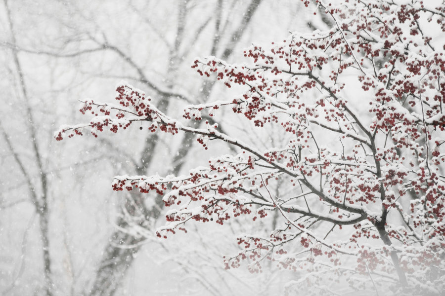 Berry Snowstorm Wallpaper By Clarabellafairestock