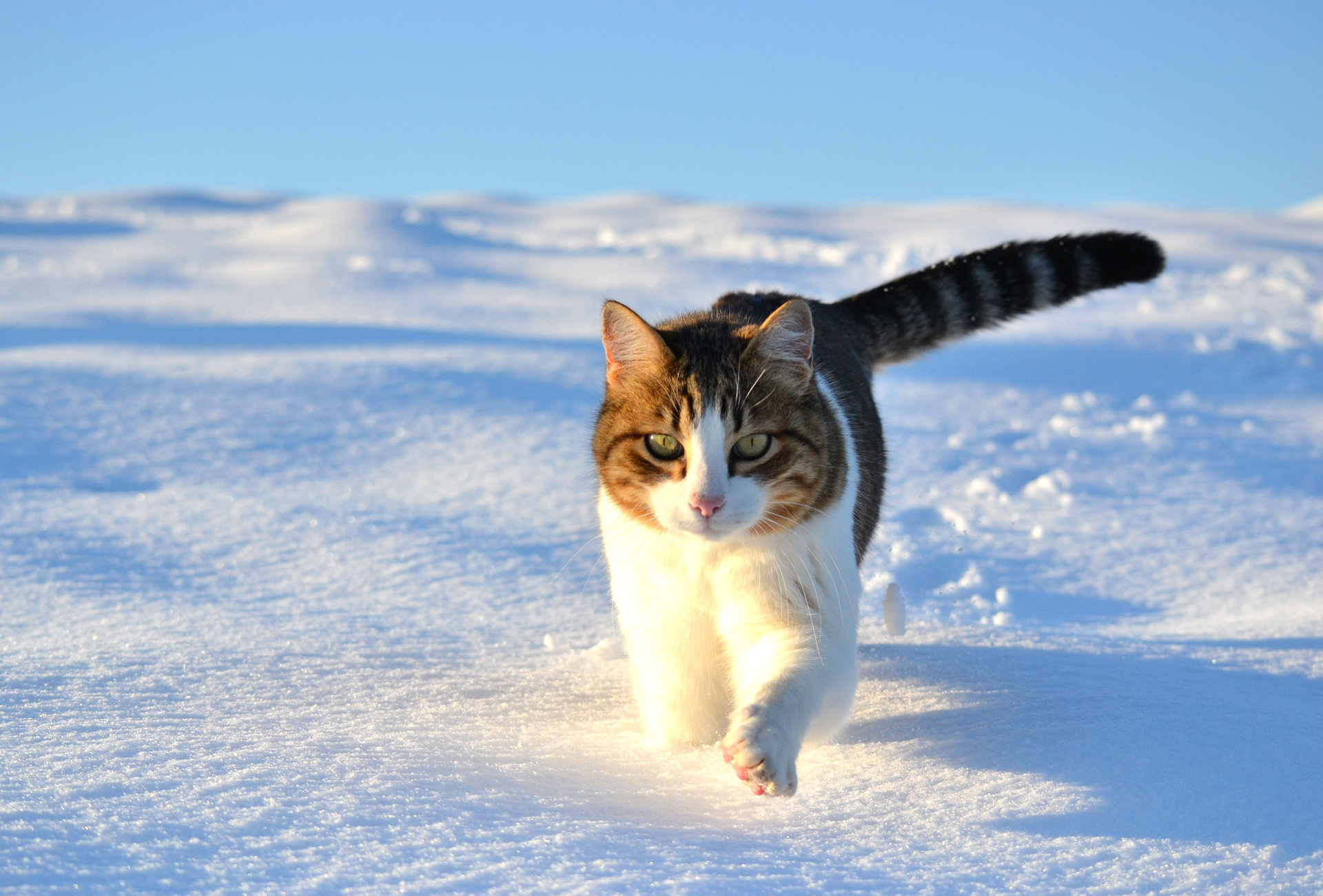 Walk Snow Winter Cat Wallpaper HD Desktop And Mobile Background