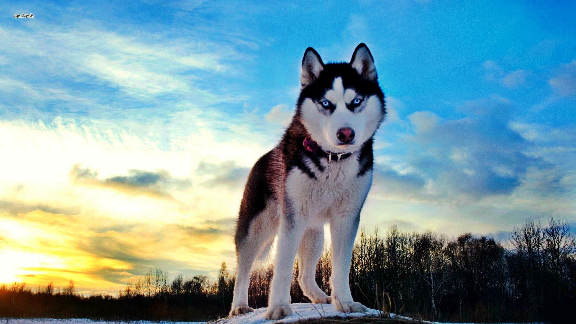 Siberian Husky Wallpaper HD