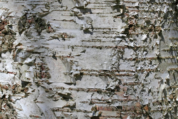 Birch bark Bark of a silver birch Betula tree in Denmark 600x400