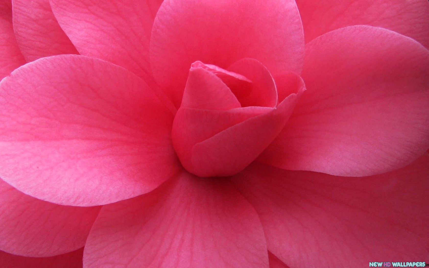 Beautiful Pink Flower Wide New HD Wallpaper