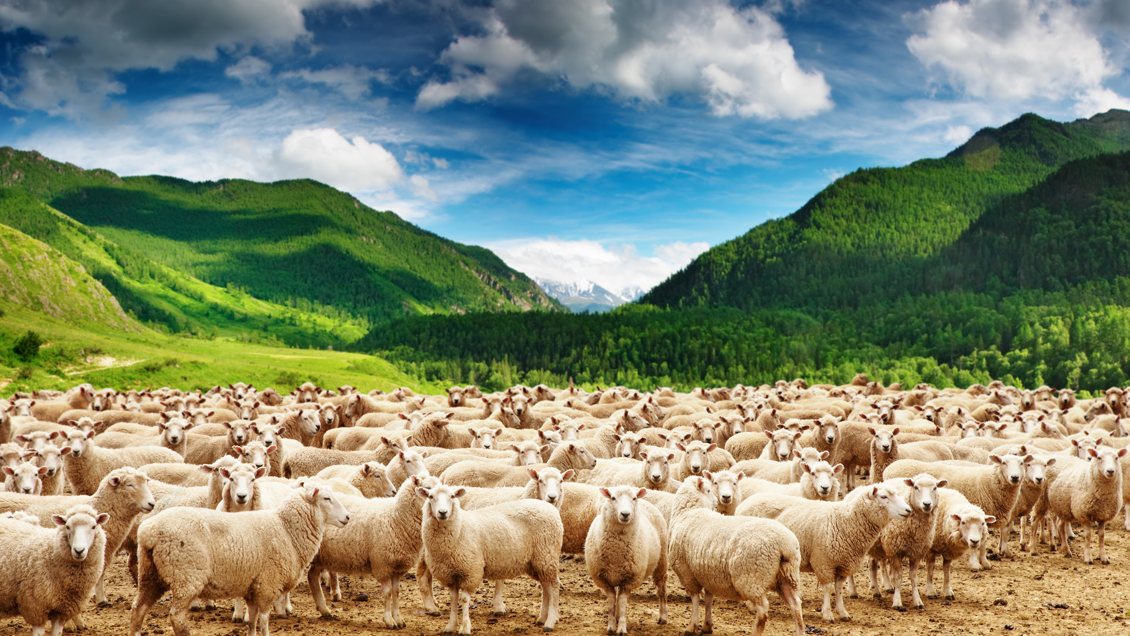 Sheep 4k Ultra HD Wallpaper