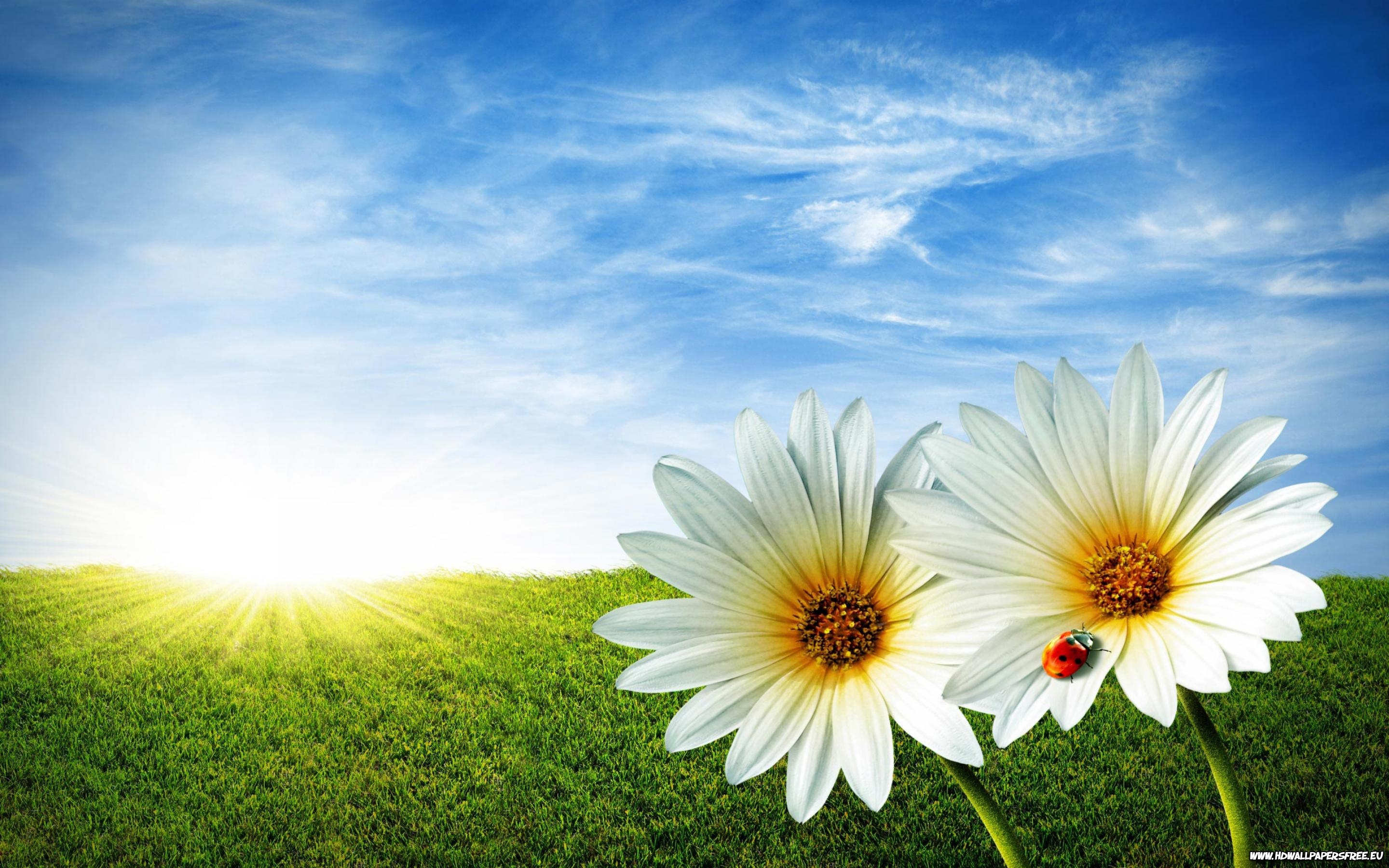 Daisies Spring Flowers Wallpaper In Resolution
