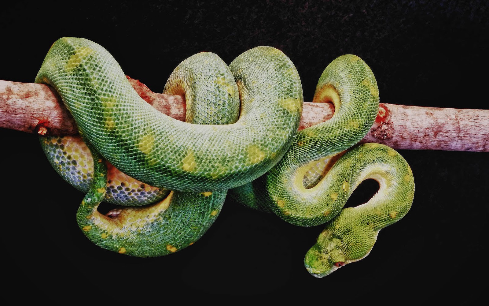 hd snake wallpaper with a long green snake on a branch hd snakes