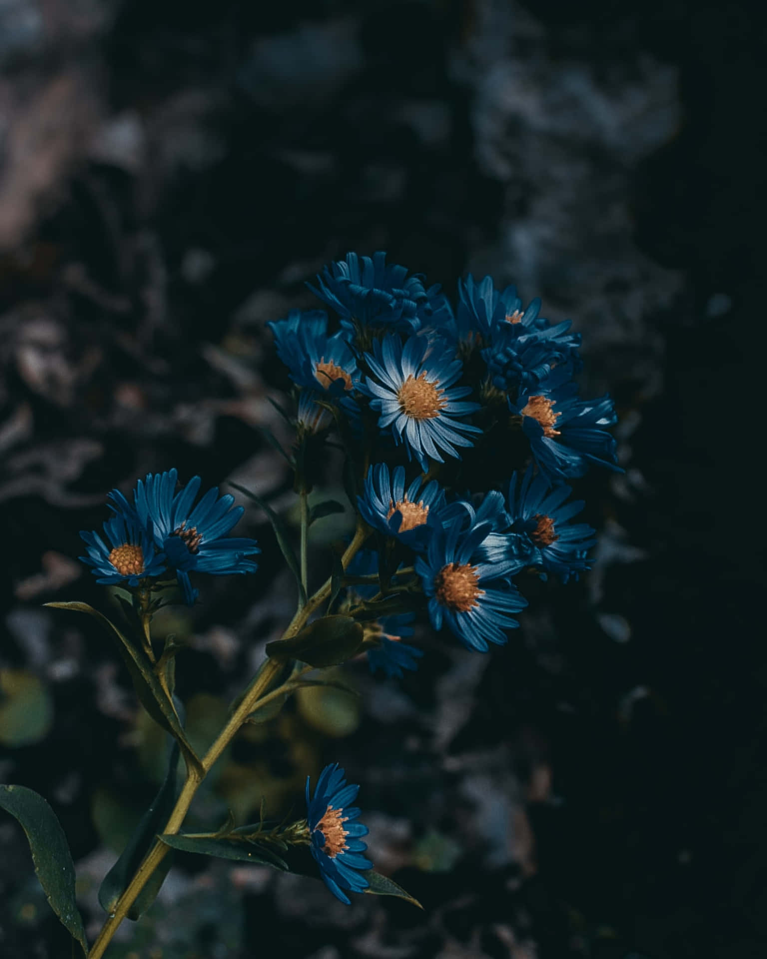 Blue Flowers Aesthetic Wallpaper