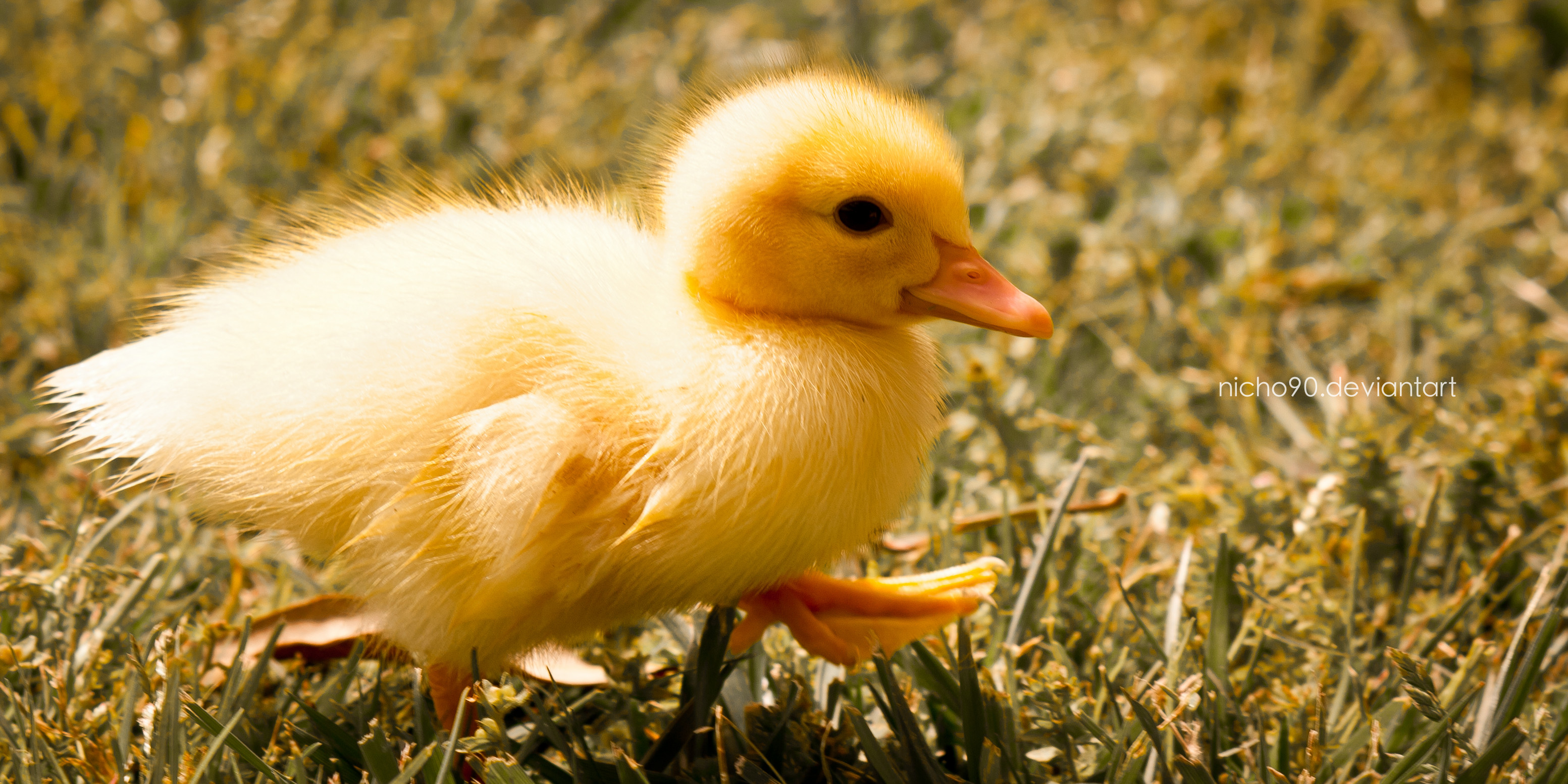 Baby Duck Wallpaper
