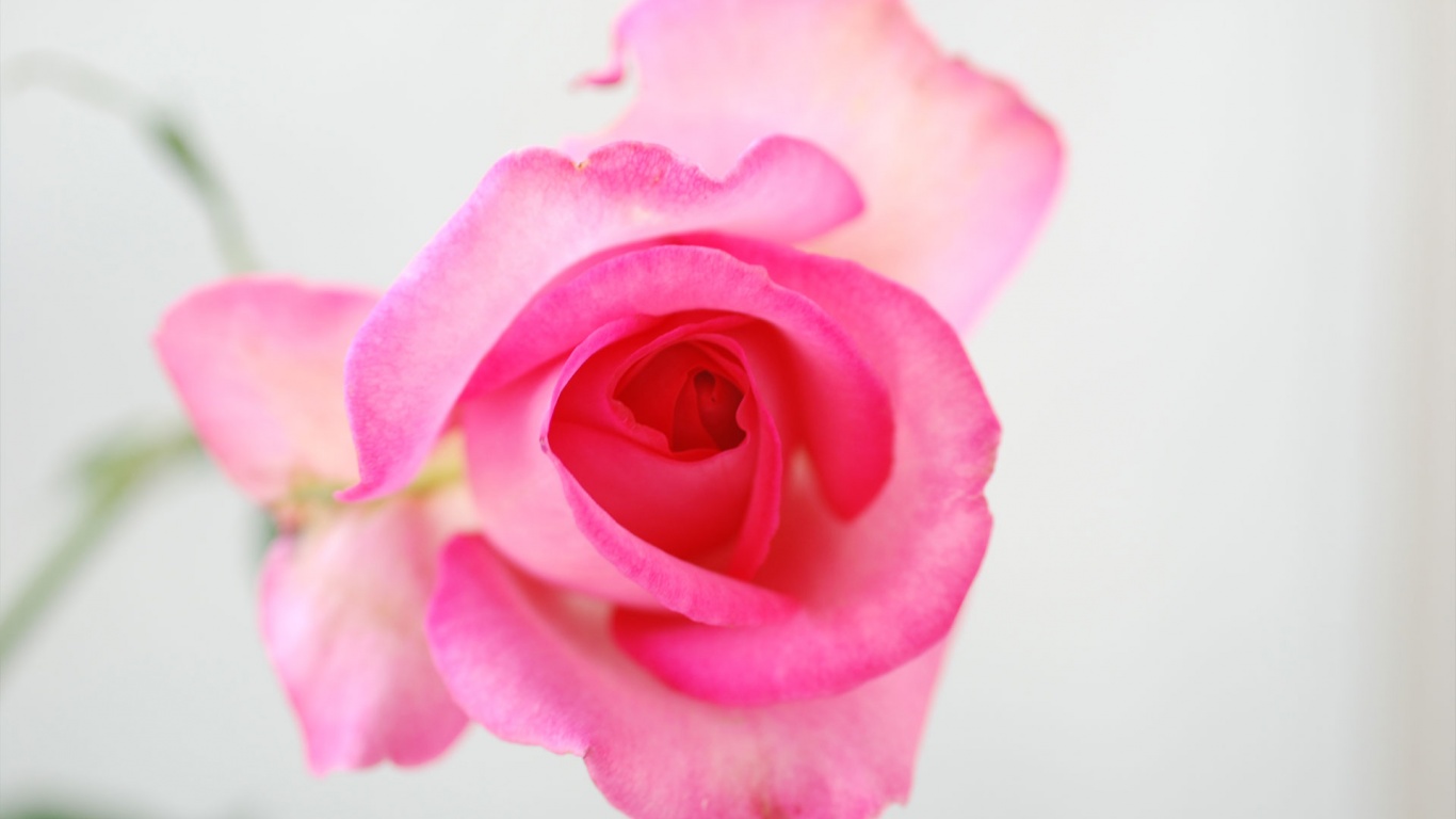 Rose Flower Desktop Pc And Mac Wallpaper