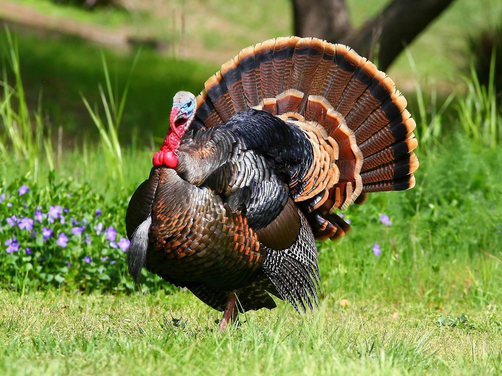 Photos Of Turkey Natural Birds Picture Here Are Six