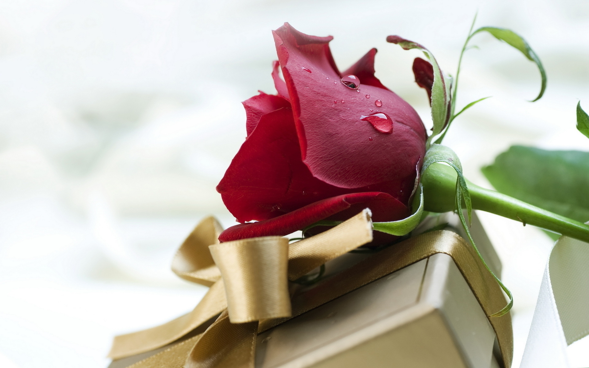 Red Rose And A BirtHDay Gift Wallpaper Image
