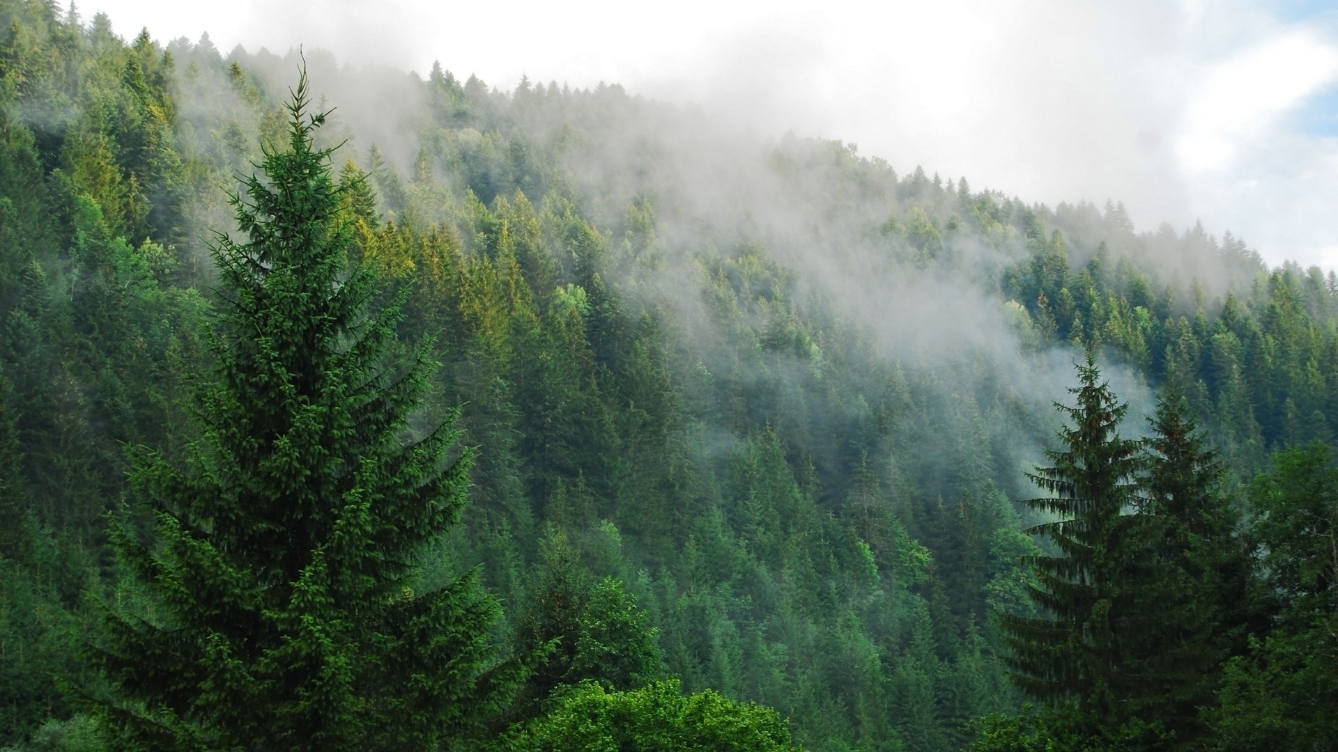 Fog over a pine forest wallpaper 9567 PC en