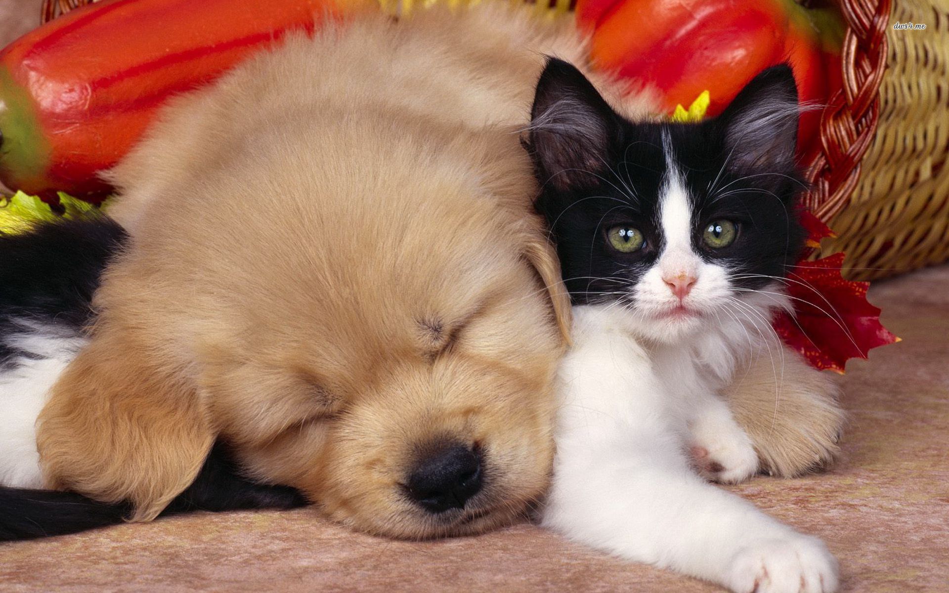 Cute Dog And Cat HD Wallpaper Jpg