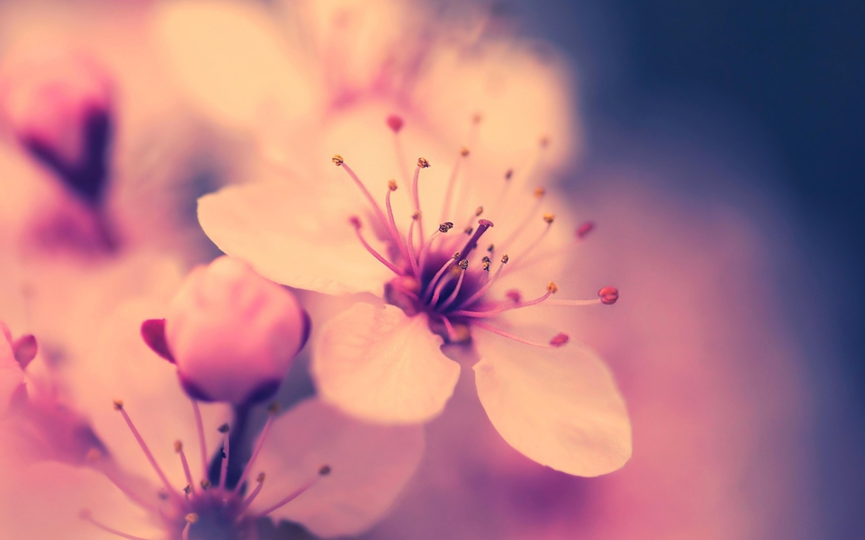 Vintage Cherry Blossom Photography in High Resolution at Flowers