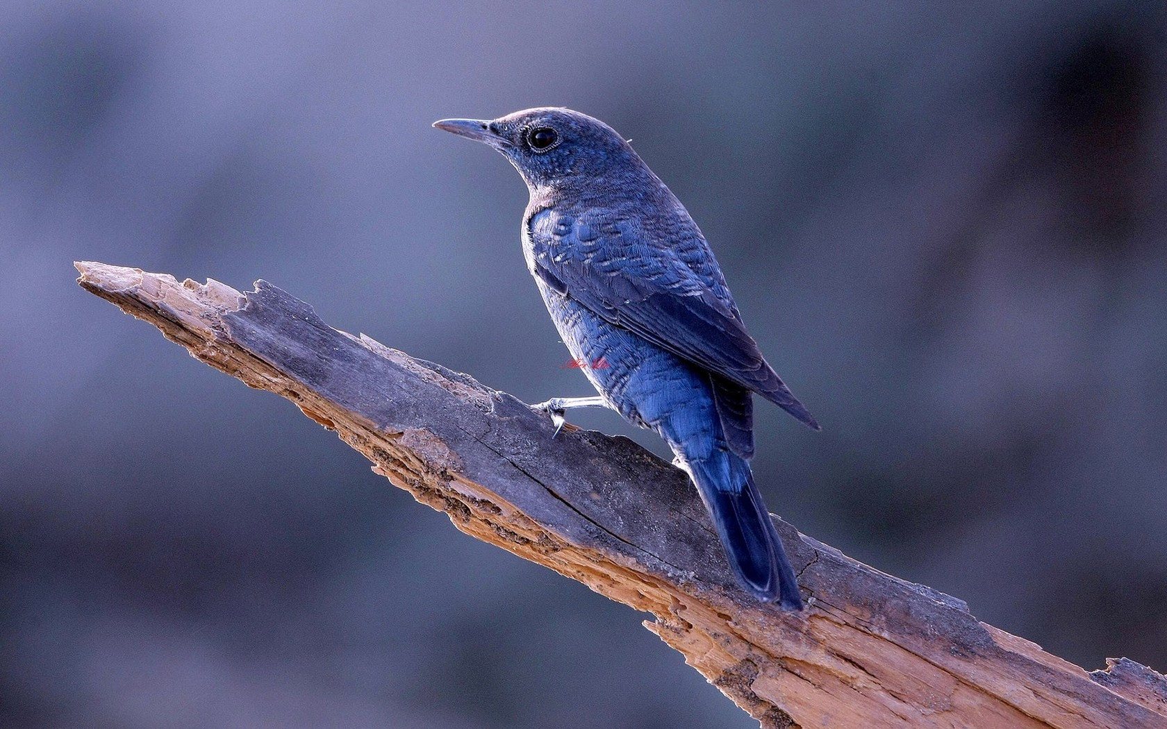 Blue Bird On Tree Widescreen HD Wallpaper