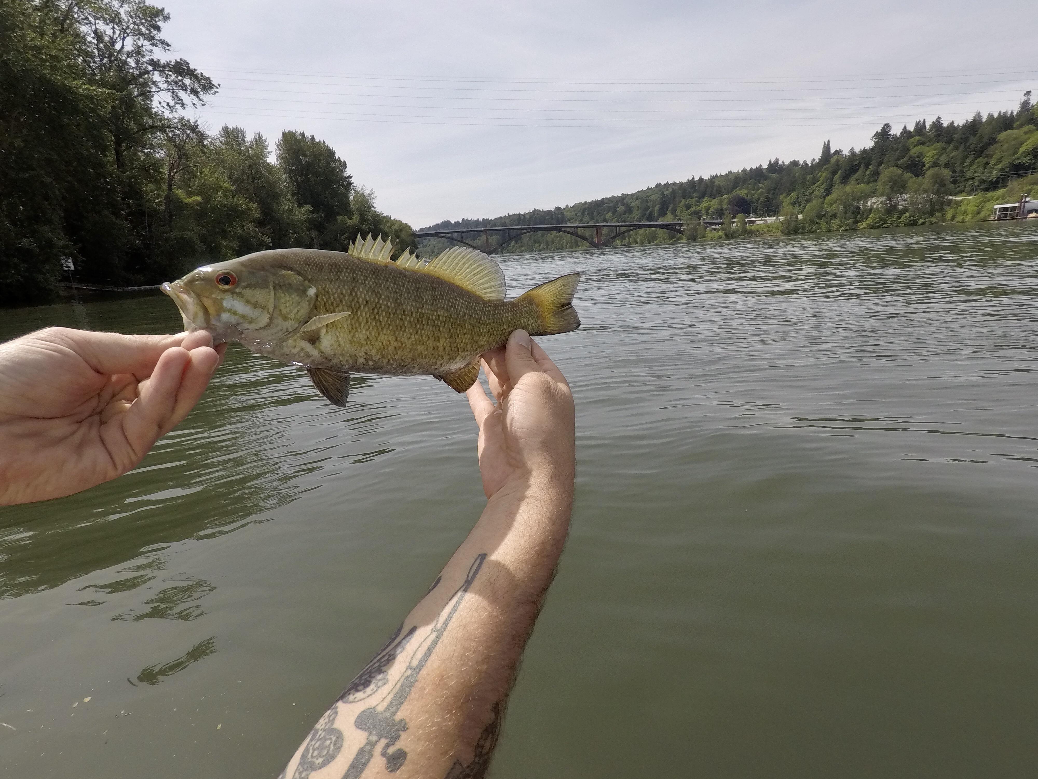 Free download Smallmouth bass on the Willamette River Sellwood Bridge ...