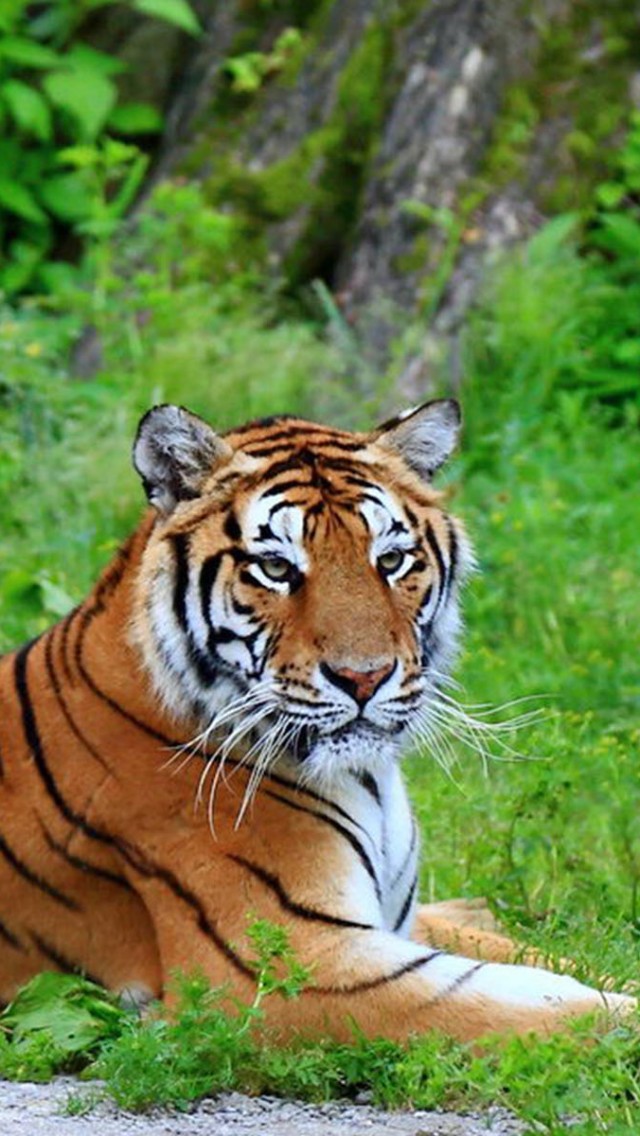 Tiger iPhone Wallpaper Pc Android And iPad