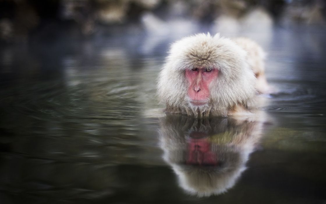 Water Animals Monkeys Wild Snow Monkey Japanese Macaque