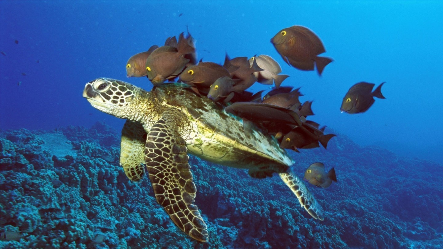Turtles Image Sea Turtle Wallpaper Photos